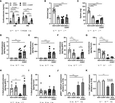 Dexamethasone-associated metabolic effects in male mice are partially caused by depletion of endogenous corticosterone